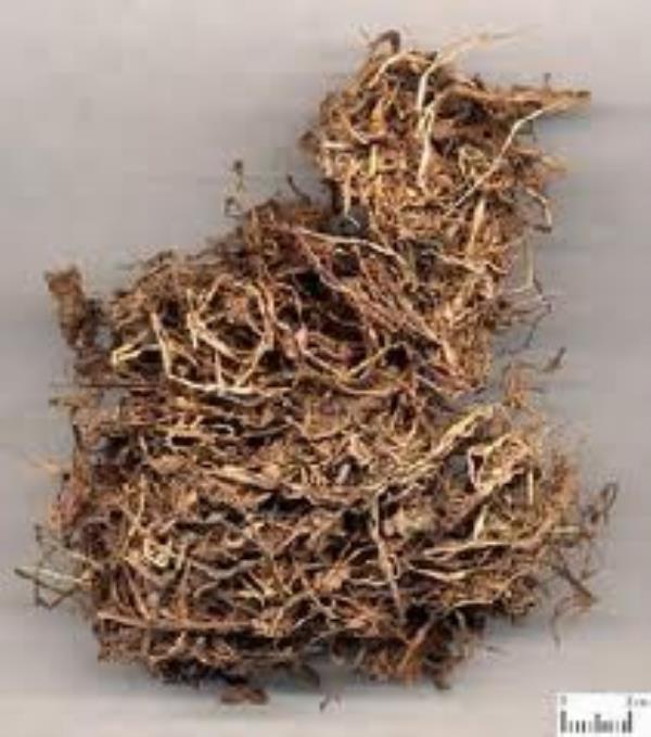 小蚁药 第1张 小蚁药
