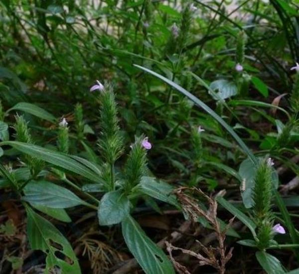 小青草 第1张 小青草