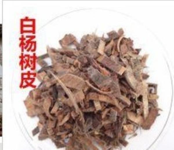 山杨皮 第1张 山杨皮