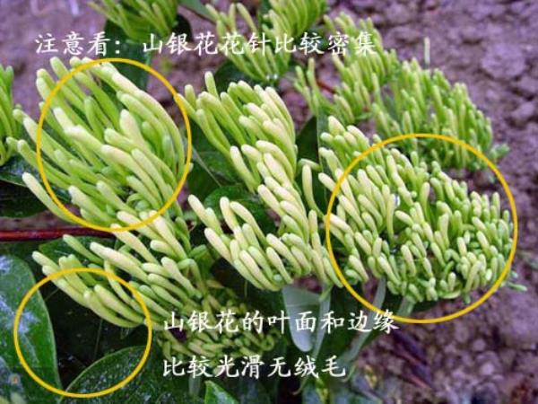 山金银花 第1张 山金银花