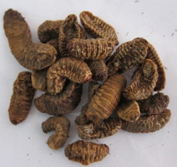 应条 第1张 应条