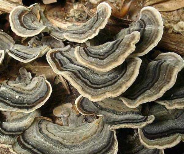 彩纹云芝 第1张 彩纹云芝