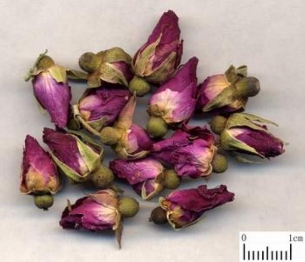 徘徊花 第1张 徘徊花