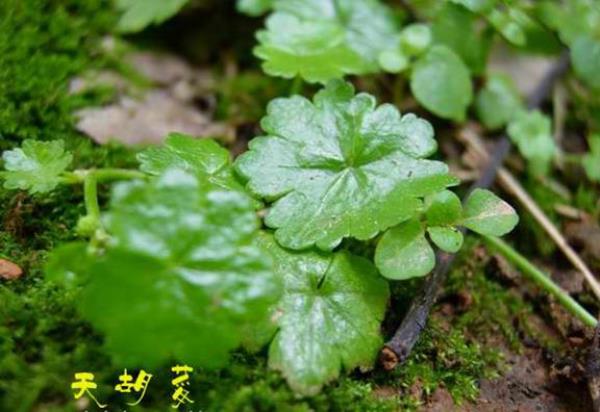 慝虫草 第1张 慝虫草