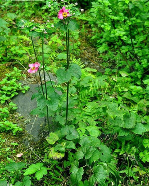 打破碗花花 第1张 打破碗花花