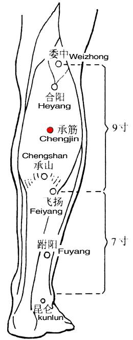 承筋 第1张 承筋