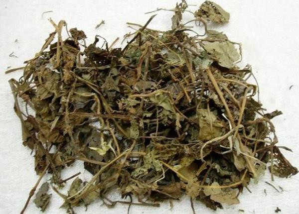 折耳根 第3张 折耳根