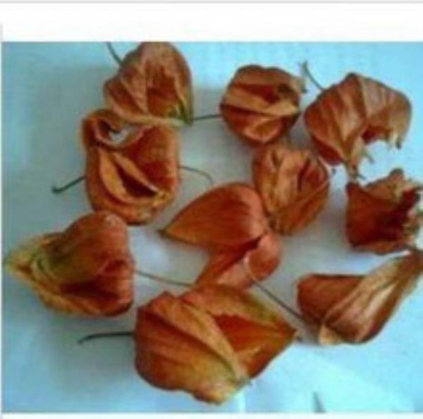 挂金灯 第1张 挂金灯