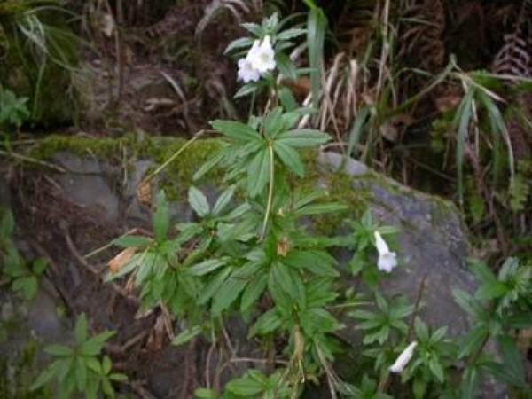 接骨生 第1张 接骨生