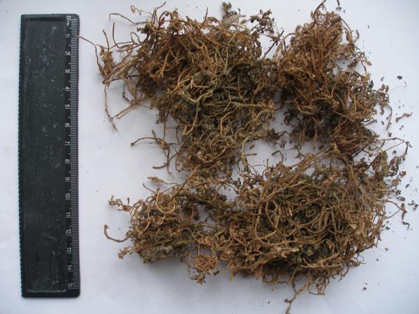 散星草 第2张 散星草