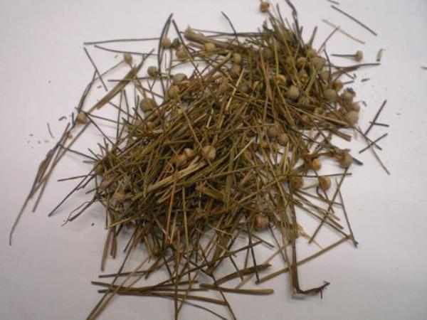 文星草 第2张 文星草