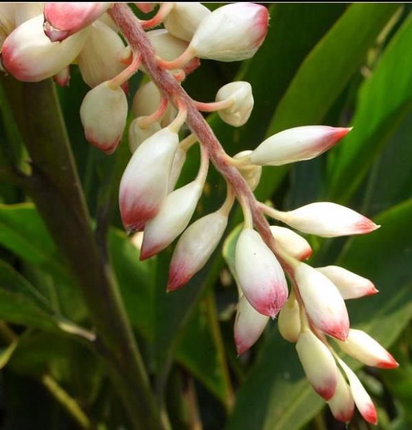 春砂花 第1张 春砂花