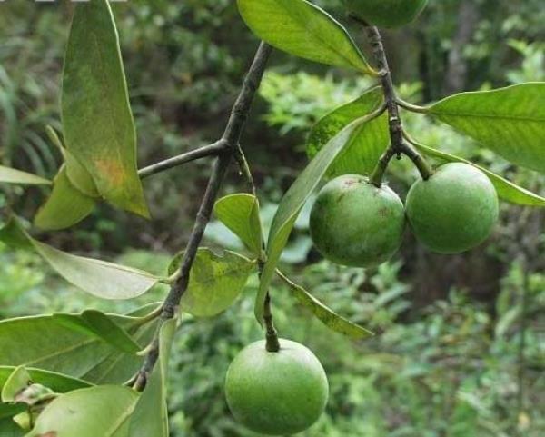 木竹子 第1张 木竹子