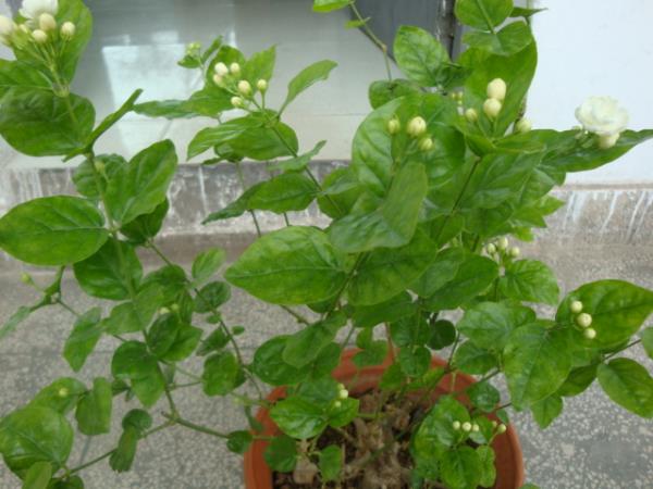 末利花叶 第1张 末利花叶