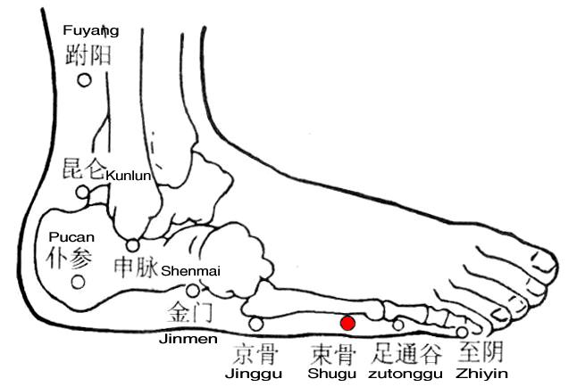 束骨 第1张 束骨