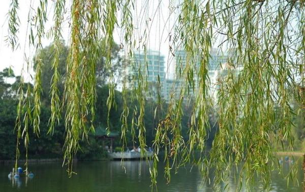 杨柳条 第1张 杨柳条