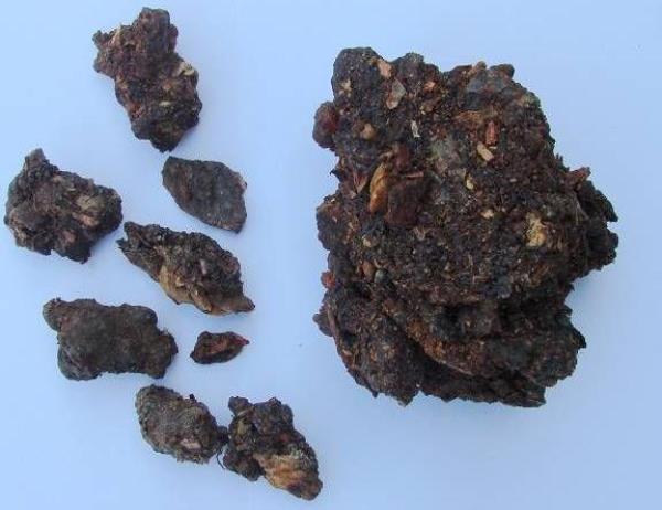 枫荷梨根 第1张 枫荷梨根