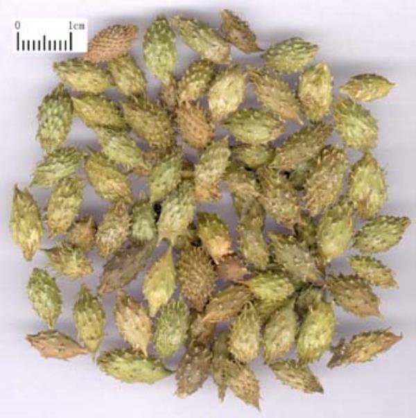 枲耳实 第1张 枲耳实
