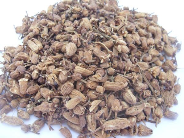 枳壳花 第2张 枳壳花
