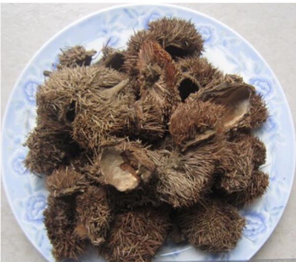栗壳 第1张 栗壳