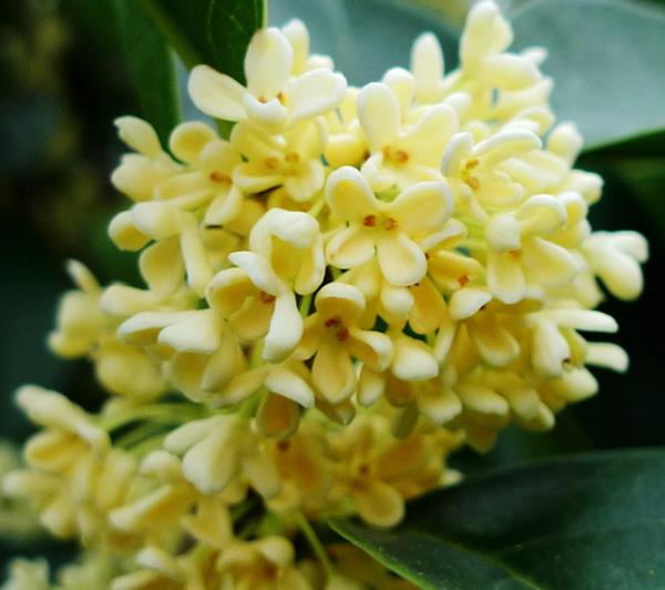 桂花 第1张 桂花