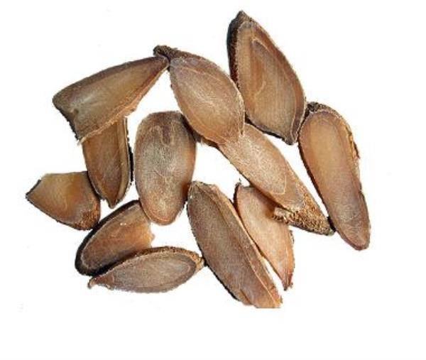 桂郁金 第1张 桂郁金