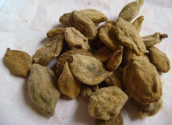 桃枭 第1张 桃枭