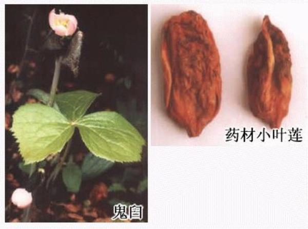桃耳七果 第1张 桃耳七果