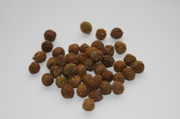 桐麻豌 第1张 桐麻豌
