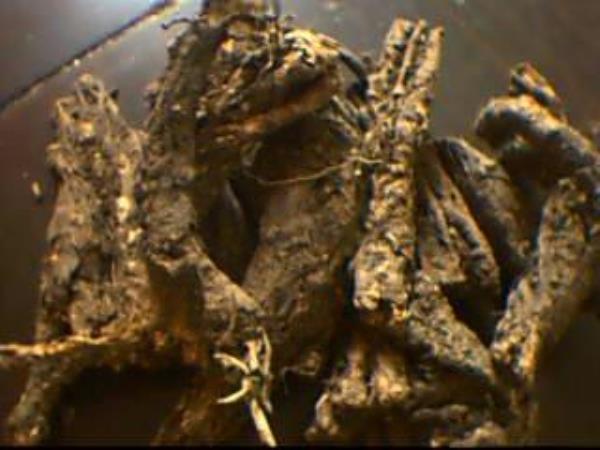 棒子头 第2张 棒子头