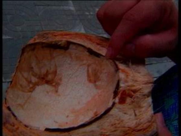 椰子壳 第1张 椰子壳