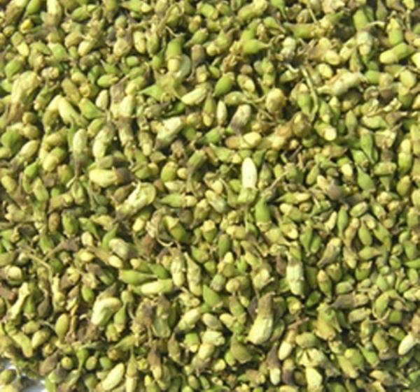 槐米 第3张 槐米