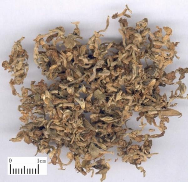 毒老鼠花 第1张 毒老鼠花