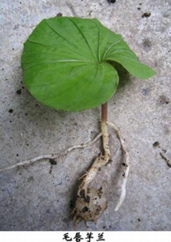 毛唇芋兰 第1张 毛唇芋兰