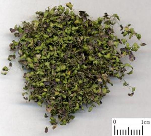 水帘 第1张 水帘