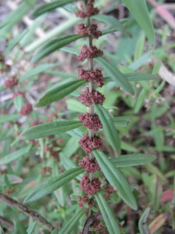 水苋菜 第1张 水苋菜