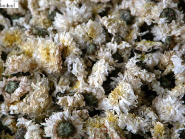 池菊