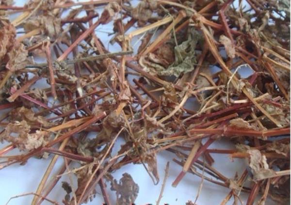 河白草 第1张 河白草