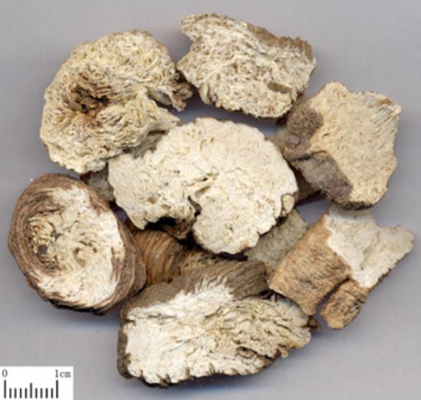 泡参 第1张 泡参