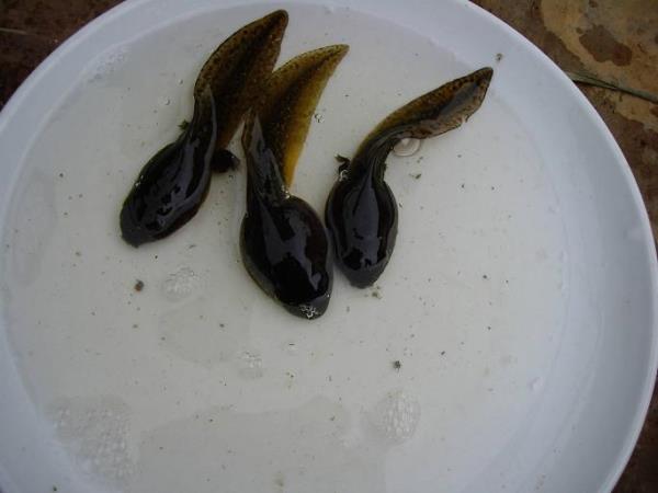 活师 第1张 活师