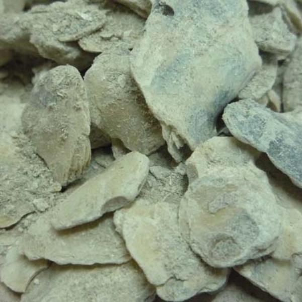 海蛎子壳 第2张 海蛎子壳