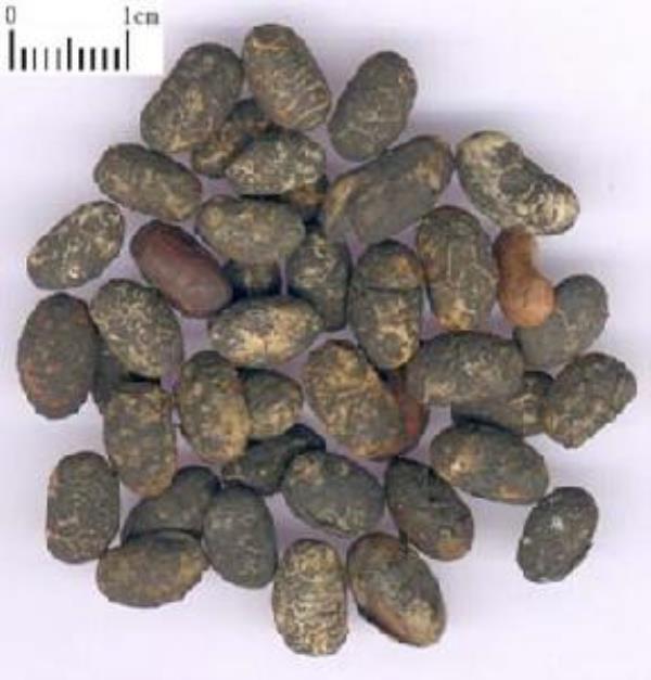 淡豉 第1张 淡豉
