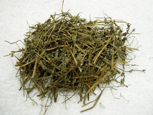 溪边黄芩 第2张 溪边黄芩