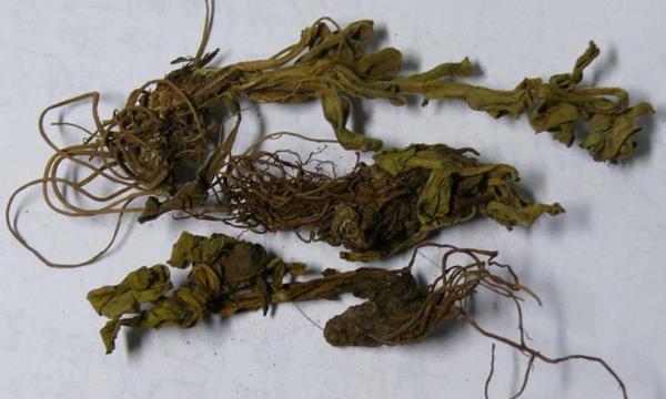 灯盏草