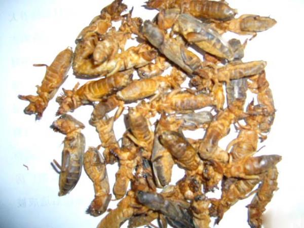 炙鼠 第2张 炙鼠