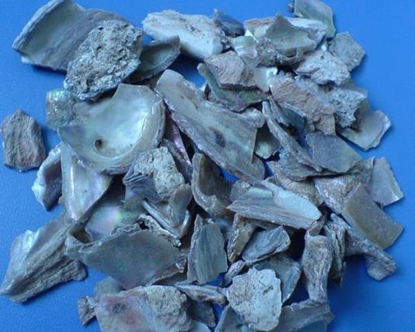 煅石决 第2张 煅石决