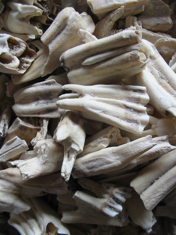 煅龙齿 第1张 煅龙齿
