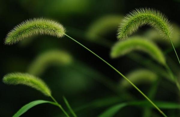 狗尾草 第1张 狗尾草