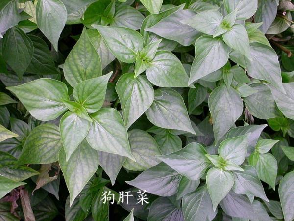 狗肝菜 第1张 狗肝菜