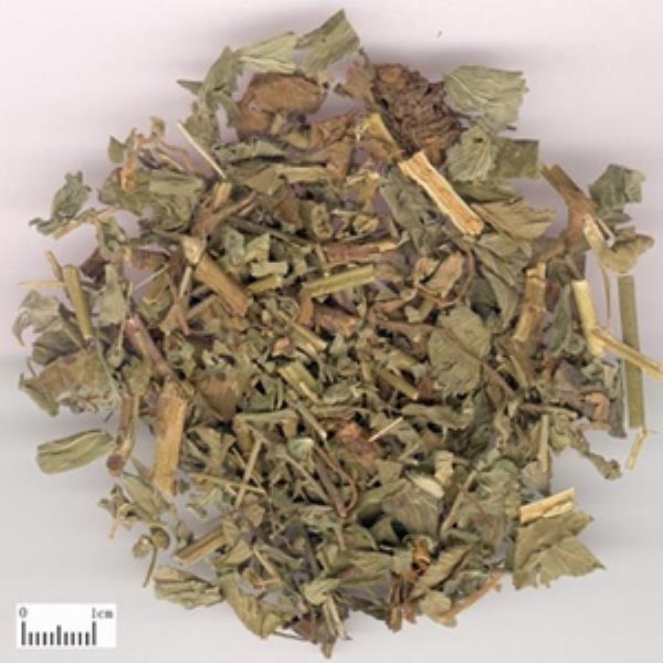 狼牙草根芽 第1张 狼牙草根芽